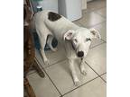 Adopt Taylor Swift a White - with Brown or Chocolate Australian Shepherd /