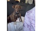Adopt Charlotte a Brown/Chocolate - with Tan Mixed Breed (Small) / Mixed dog in