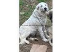 Adopt Lola a White Great Pyrenees / Mixed dog in Hazard, KY (40949638)