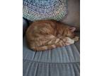 Adopt June a Orange or Red Domestic Shorthair / Mixed cat in Newport