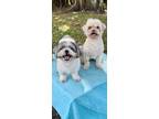 Adopt Kiki Mae & Bucky a Shih Tzu / Mixed dog in Davie, FL (39740583)