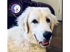 Adopt Jelly a White Great Pyrenees / Mixed dog in Portland, OR (39543273)