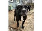 Adopt Babara Ann Bubbles a Black - with White American Staffordshire Terrier /