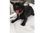 Adopt 160802 a Black Terrier (Unknown Type, Small) / Mixed dog in Bakersfield