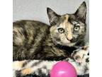 Adopt Moonstone a All Black Domestic Shorthair / Domestic Shorthair / Mixed cat