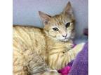 Adopt Sunstone a Orange or Red Domestic Shorthair / Domestic Shorthair / Mixed
