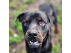 Adopt Theo a Black Rottweiler / Mixed dog in Seffner, FL (39942050)
