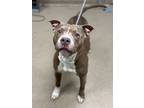 Adopt Diesel -IN FOSTER a Brown/Chocolate Mixed Breed (Large) / Mixed dog in