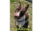 Adopt London a Brown/Chocolate - with White American Pit Bull Terrier / Mixed