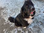 Adopt Amelia a Black - with White Newfoundland / Mixed dog in Rangely