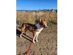 Adopt Nahmay a Merle Australian Kelpie / Mixed dog in Rangely, CO (40947809)