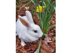 Adopt Carrots a White Rex / Mixed (short coat) rabbit in Williamsburg