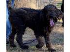 Adopt Oddie a Black Labradoodle / Mixed dog in Loudon, TN (40945815)