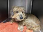 Adopt Stagg a Tan/Yellow/Fawn Terrier (Unknown Type, Small) / Mixed dog in