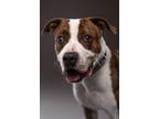 Adopt Tico a Boxer / American Pit Bull Terrier / Mixed dog in Walden