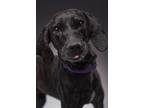 Adopt Scarlett a Plott Hound / Mixed dog in Walden, NY (39668262)