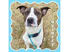 Adopt Quincy a Brindle Pit Bull Terrier / Mixed dog in Mokena, IL (40947094)