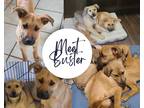 Adopt Buster a Tan/Yellow/Fawn Black Mouth Cur / Hound (Unknown Type) / Mixed