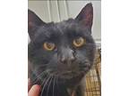 Adopt Biscuit a All Black Domestic Shorthair / Mixed Breed (Medium) / Mixed