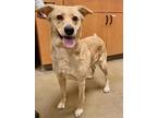 Adopt Athena a Tan/Yellow/Fawn Labrador Retriever / Chow Chow / Mixed dog in