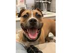 Adopt Wasabi a Black - with Tan, Yellow or Fawn American Pit Bull Terrier /