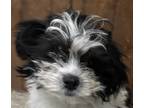 Adopt Shiloh Son Benjamin a Black - with White Shih Tzu / Mixed dog in