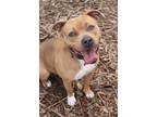 Adopt QUAIL a Tan/Yellow/Fawn Mixed Breed (Medium) / Mixed dog in Fernandina