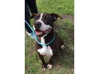 Adopt PAGE a Black Mixed Breed (Small) / Mixed Breed (Medium) / Mixed (short