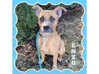 Adopt Enzo a Tan/Yellow/Fawn Boxer / Mixed dog in Mokena, IL (40946228)