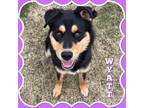 Adopt Wyatt a Black - with Tan, Yellow or Fawn Shepherd (Unknown Type) / Mixed