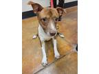 Adopt Beaver a Brown/Chocolate American Pit Bull Terrier / Mixed Breed (Medium)