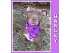 Adopt Harley a Brown/Chocolate Pit Bull Terrier / Mixed dog in Mokena