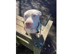 Adopt Gold a White - with Tan, Yellow or Fawn Mixed Breed (Medium) / Mixed Breed