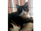 Adopt Judy a Domestic Shorthair / Mixed (short coat) cat in Valley Park
