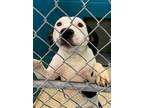 Adopt Snoopie a Black Bluetick Coonhound / American Pit Bull Terrier dog in