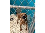 Adopt Hercules a Brown/Chocolate American Pit Bull Terrier / Rottweiler dog in