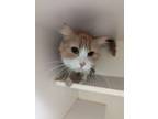 Adopt Mary a Orange or Red Domestic Mediumhair / Domestic Shorthair / Mixed cat