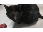Adopt Bailey a All Black Domestic Shorthair / Domestic Shorthair / Mixed cat in