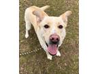 Adopt Sunny a Tan/Yellow/Fawn Labrador Retriever / Mixed Breed (Medium) / Mixed