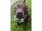 Adopt KENNETH a Gray/Blue/Silver/Salt & Pepper Mixed Breed (Large) / Mixed dog