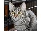 Adopt Niwis a Brown Tabby Abyssinian (short coat) cat in Smithers, BC (40945263)