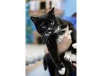 Adopt Nicole a All Black Domestic Shorthair / Domestic Shorthair / Mixed cat in
