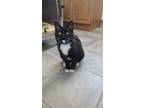 Adopt Anita a Black & White or Tuxedo Domestic Shorthair (short coat) cat in