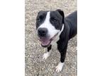 Adopt Nutella a Black American Pit Bull Terrier / Mixed dog in Okatie