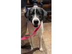 Adopt Dot a White - with Black Newfoundland / Poodle (Standard) / Mixed dog in