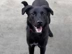 Adopt Jax a Black Chow Chow / American Pit Bull Terrier / Mixed (short coat) dog