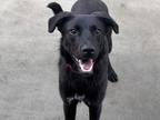 Adopt Jax a Black Chow Chow / American Pit Bull Terrier / Mixed dog in