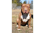 Adopt Estelle a Brown/Chocolate American Pit Bull Terrier / Mixed Breed (Medium)