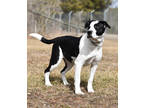 Adopt Corncob a Black Australian Cattle Dog / Mixed Breed (Medium) / Mixed