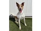 Adopt Trooper a White Terrier (Unknown Type, Medium) / Mixed Breed (Medium) /